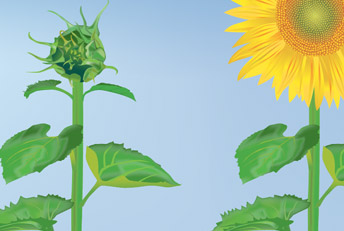 Infografía vectorial. Aplicación y efecto de Fertilizantes SolMIX en cultivo de girasol. Ilustraciones digitales, vectoriales, proyectos 3D, infografías.