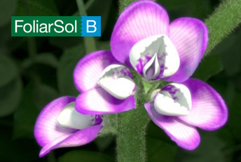 Spot animación 3D Fertilizantes FoliarSol B. Creatividad en comunicación publicitaria. Anuncios en tv, radio, web, diarios y revistas.