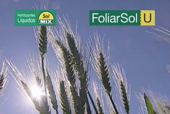 SolMIX - FoliarSol U. Fertilización complementaria en Trigo. Spot TV. Creatividad en comunicación publicitaria. Anuncios en tv, radio, web, diarios y revistas.